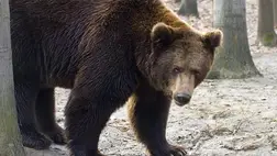 Barnamedve. Illusztráció. Fotó: MTI/Balázs Attila