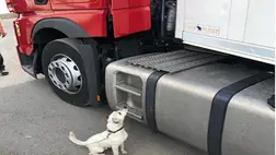 Kárpátalján csaknem ezer doboz cigarettát találtak egy kamionban. Fotó:  Ukrán Állami Határszolgálat