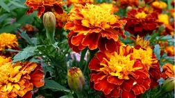 Hasznos növények és rovarok a kertjeinkben