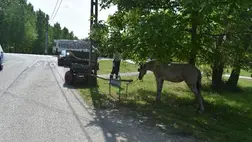 Villanyoszlopnak ütközött a lovaskocsi. Fotó: Police.hu