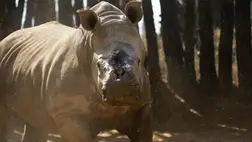 Tigris, orrszarvú és egy béka a legkedveltebb árucikk a világhálón 