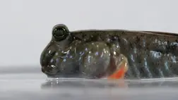 Szinte hihetetlen: kiderült, minek köszönhetjük a pislogás képességét 