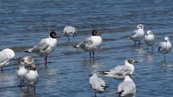 A vízimadarak jelzik a vizes területek jellemzőit