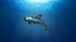 Megmenekülhetnek a disznódelfinek