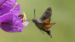 Hasznos növények és rovarok a kertjeinkben