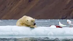 Nem csak a jégolvadás fenyegeti a jegesmedvéket