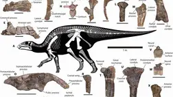 Kacsacsőrű dinoszaurusz maradványokat találták Chileben 