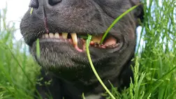 Egészen más miatt szeret füvet enni a kutyánk, mint gondolnánk