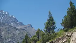 Immár Tibetben található Ázsia legmagasabb fája