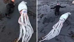 Irtózatos lény tetemére bukkantak Új-Zélandon