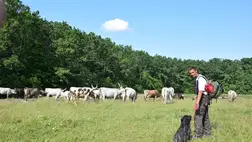 A háztáji tehéntartás problémái - Ritka látványosság lesz vidékünkön a falusi csorda?