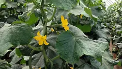 Uborkatermesztés. Illusztráció