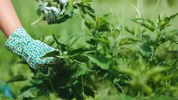  5 oka is van, amiért NE irtsd ki a csalánt a kertedből 