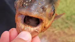 Emberfogú piráját fogott egy amerikai fiú