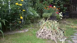 Július a fokhagyma betakarításának hónapja. Fotó: Kovács Elemér