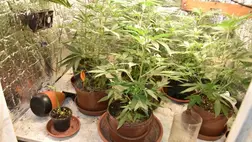 Otthonában termesztette a kábítószert. Fotó: Police.hu