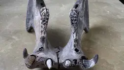 Szenzációs titok derült ki a madagaszkári törpevízilovakról