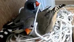 A csőr alakja előre jelzi milyen fészekanyagot használnak a madarak 