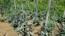 Víztakarékos növénygondozás - Mulccsal védjük és tápláljuk a talajt 