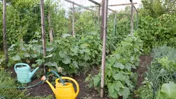 Öntözés korszerűen - Legjobb, ha a kora reggeli órákban locsolunk