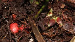 Föld alatt virágzó pálmát találtak