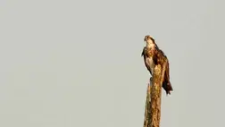 Több mint 1200 kilométert tett meg a fiatal halászsas 