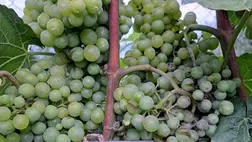 A szüreti munkákra mindig időben fel kell készülni, mert különben „körmünkre égnek” a munkák. 