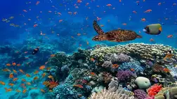 Óramű pontossággal növekszik a tengeri biológiai sokféleség