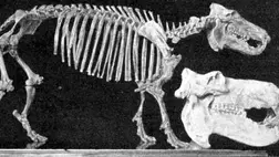 Törpevíziló-fosszíliákat találtak Krétán