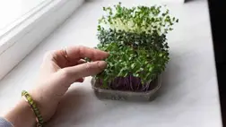 A természet antibiotikuma – ismered a vízitormát?