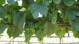 Júliusban a szőlőben több fontos zöldmunka elvégzése szükséges. 