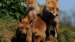 Rókacsalád. Illusztráció