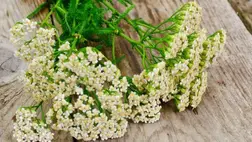 A cickafark egészségügyi hatásai