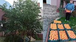 Az éghajlatváltozásnak vannak előnyei? - Aranyalma a datolyaszilva