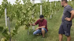 A szüreti időpont kiválasztása