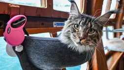 Puszilgassa csak a cicát, kutyát, mutatjuk, milyen baktériumok, paraziták kaphatók el