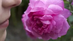 Mesterséges orr előrejelzi a szagokat a molekuláris szerkezetből