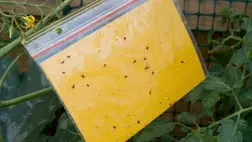 Az őszi hajtatás kártevői (1.) - Az üvegházi molytetű (liszteske)