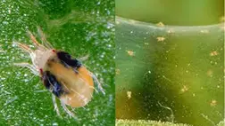 Időszerű kártevők megjelenése a zöldségtermesztésben (2.) - Takácsatkák és az ellenük való védekezés lehetőségei