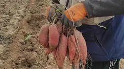 Az édesburgonya (batáta) betakarításának folyamatai