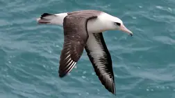 Bebizonyították: az albatroszok infrahanggal navigálnak hosszú útjaikon