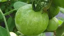 A másodvetésű paradicsom betegségei - Hosszú, hűvös éjszakák: támad a szürkepenész!