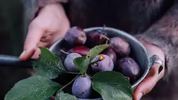  A csontok őrangyala, a szilva: ezt teszi a testünkkel a rendszeres fogyasztása 