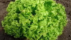 A hajtatott fejes saláta ápolása és betakarítása