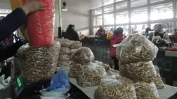 Dióbélfelvásárlás. Mit hozhat a jövő? - Ültessünk-e diófát, vagy a meglévőket is vágjuk ki?