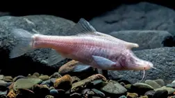 Hihetetlen, de igaz: mégis léteznek unikornisok 