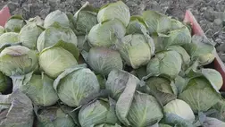 A szabadföldi fejes káposzta őszi betakarítása, tárolása és felhasználhatósága
