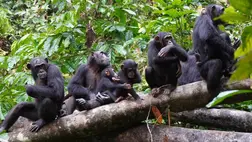 Hihetetlen katonai taktikákat alkalmaznak a csimpánzok
