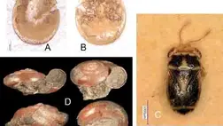 Három új fajt neveztek el Petőfi Sándor emlékére
