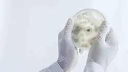 Így válik húsevő gyilkológéppé a békés gomba